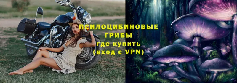 Псилоцибиновые грибы Psilocybe  наркошоп  Нестеров 